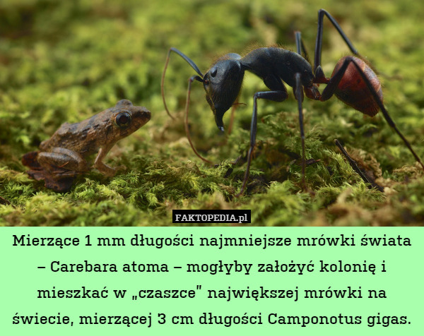 Mierzące 1 mm długości najmniejsze mrówki świata – Carebara atoma – mogłyby