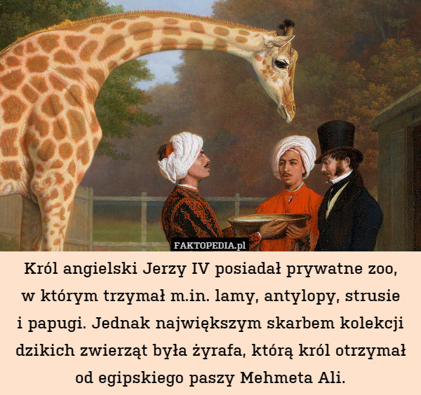 Król angielski Jerzy IV posiadał prywatne zoo,w którym trzymał m.in. lamy,