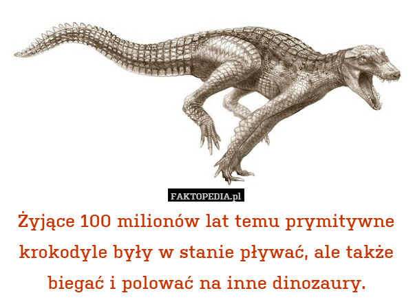 Żyjące 100 milionów lat temu prymitywne krokodyle były w stanie pływać,