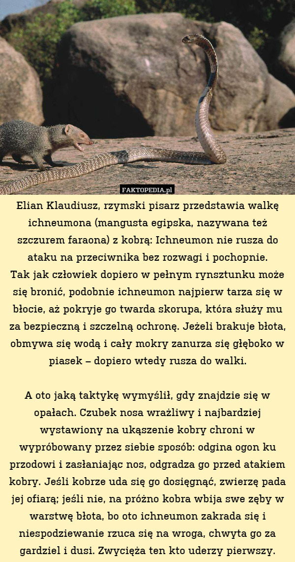 Elian Klaudiusz, rzymski pisarz przedstawia walkę ichneumona(mangusta egipska,