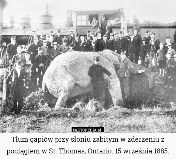 Tłum gapiów przy słoniu zabitym w zderzeniu z pociągiem w St. Thomas, Ontario...