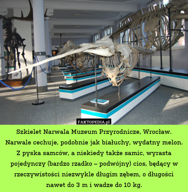 Szkielet Narwala Muzeum Przyrodnicze, Wrocław. Narwale cechuje, podobnie
