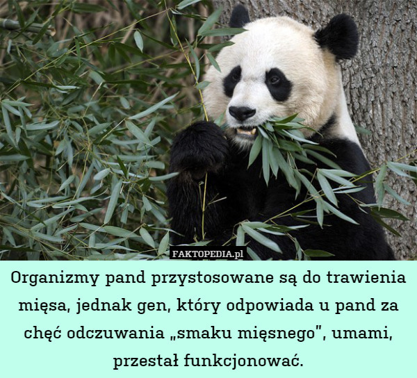 Organizmy pand przystosowane są do trawienia mięsa, jednak gen, który odpowiada