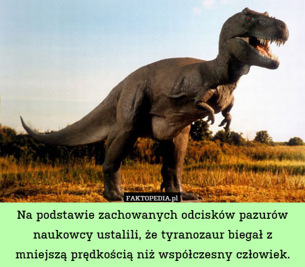 Na podstawie zachowanych odcisków pazurów naukowcy ustalili, że tyranozaur