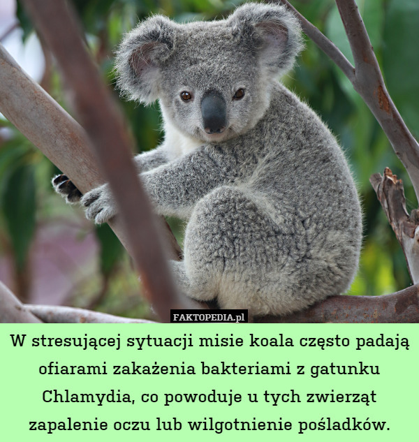 W stresującej sytuacji misie koala często padają ofiarami zakażenia bakteriami