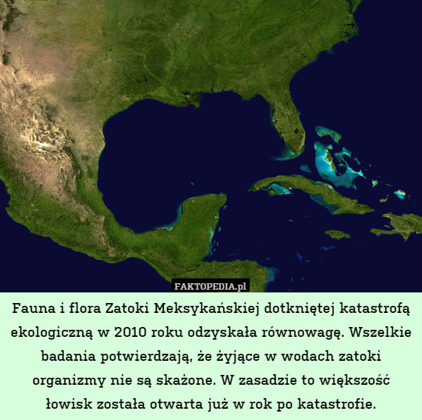 Fauna i flora Zatoki Meksykańskiej dotkniętej katastrofą ekologiczną w 2010