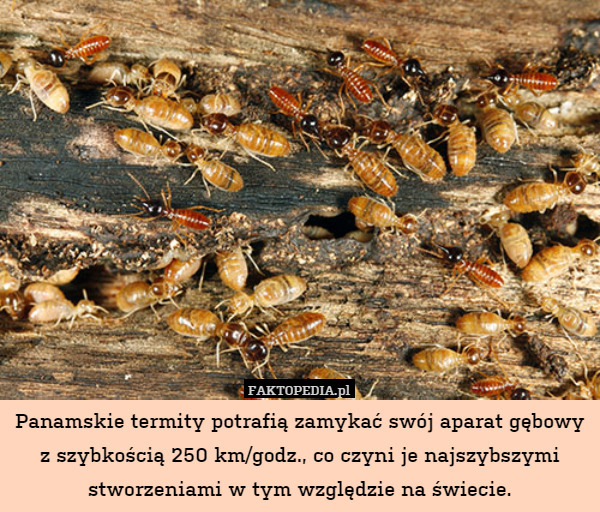 Panamskie termity potrafią zamykać swój aparat gębowy z szybkością 250 km/godz.,