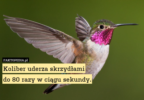 Koliber uderza skrzydłami do 80 razy w ciągu sekundy