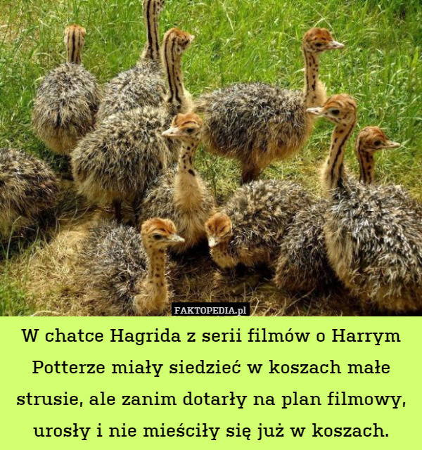 W chatce Hagrida z serii filmów o Harrym Potterze miały siedzieć w koszach
