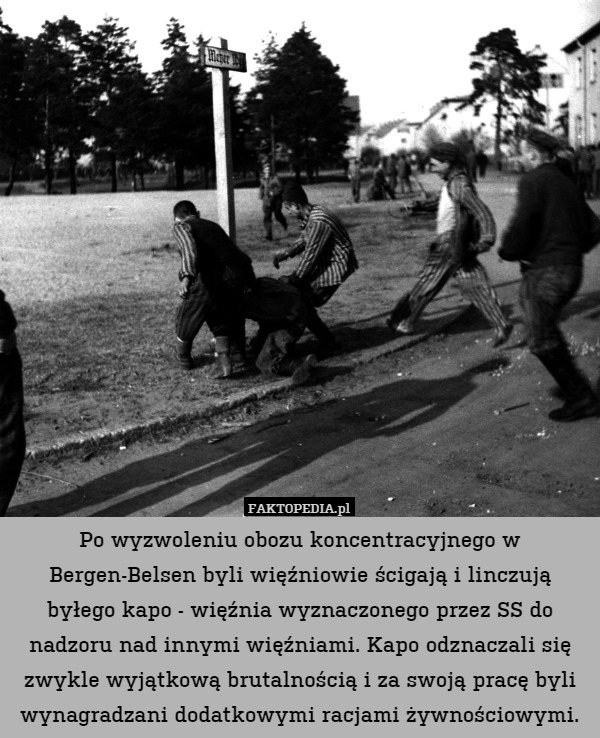Po wyzwoleniu obozu koncentracyjnego w Bergen-Belsen byli więźniowie ścigają