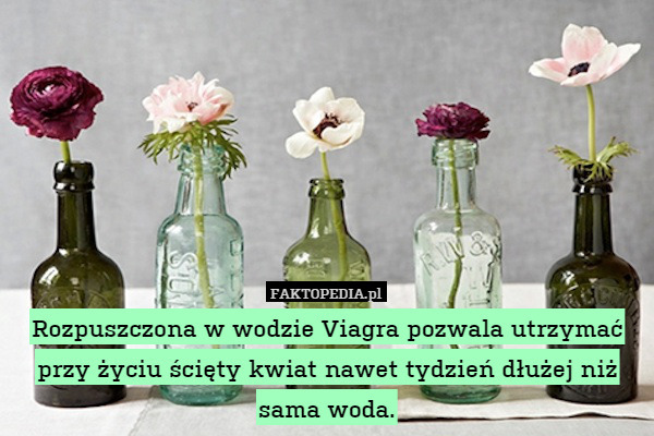 Rozpuszczona w wodzie Viagra pozwala utrzymać przy życiu ścięt kwiat nawet