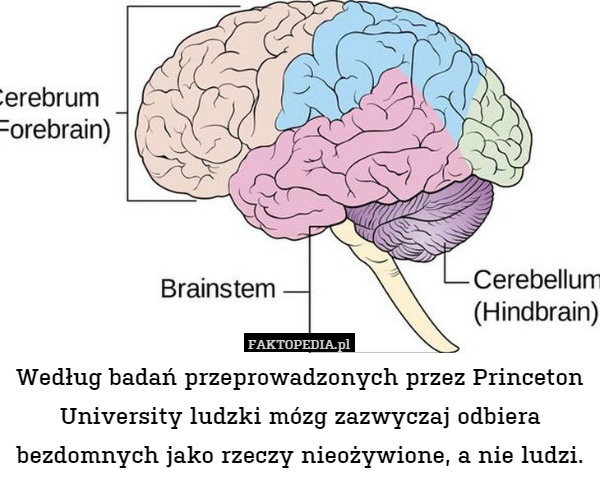 Według badań przeprowadzonych przez Princeton University ludzki mózg zazwyczaj