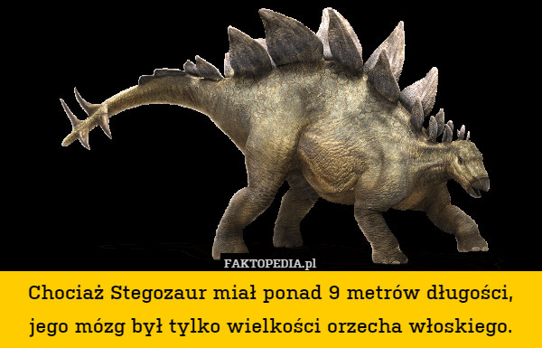 Chociaż Stegozaur miał ponad 9 metrów długości, jego mózg był tylko wielkości