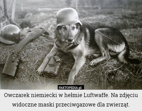 Owczarek niemiecki w hełmie Luftwaffe. Na zdjęciu widoczne maski przeciwgazowe...