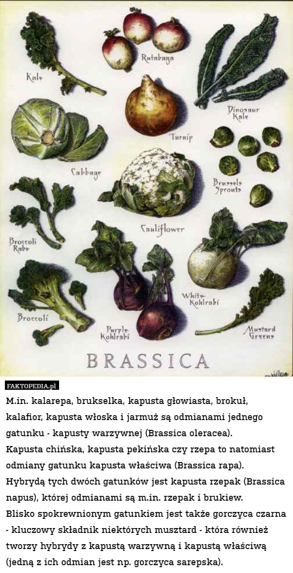 M.in. kalarepa, brukselka, kapusta głowiasta, brokuł, kalafior, kapusta