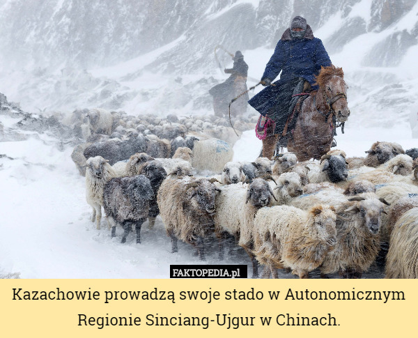 Kazachowie prowadzą swoje stado w Autonomicznym Regionie Sinciang-Ujgur