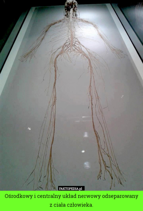 Ośrodkowy i centralny układ nerwowy odseparowany z ciała człowieka.