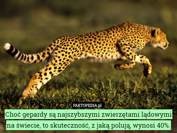 Choć gepardy są najszybszymi zwierzętami lądowymi na świecie, to skuteczność,