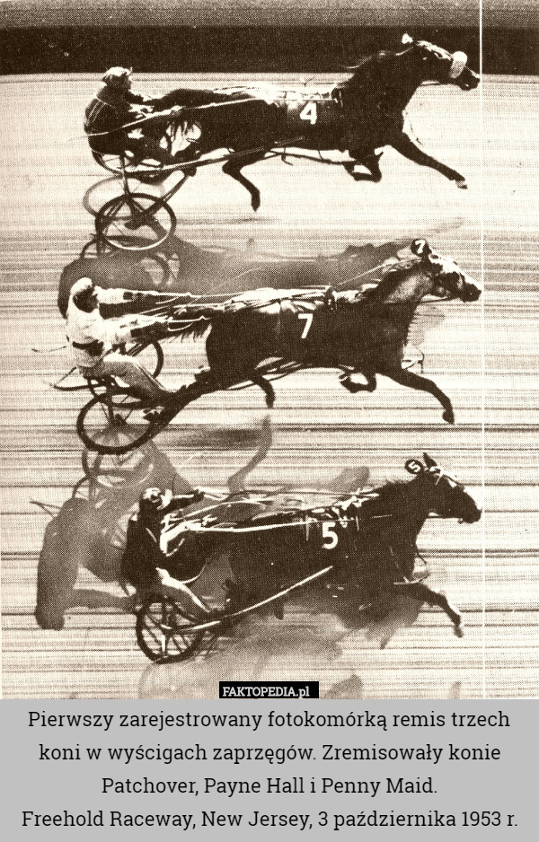 Pierwszy zarejestrowany fotokomórką remis trzech koni w wyścigach zaprzęgów.