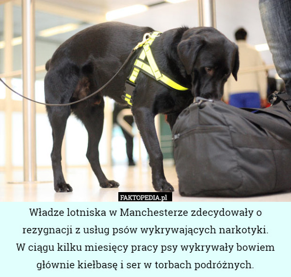Władze lotniska w Manchesterze zdecydowały o rezygnacji z usług psów wykrywających