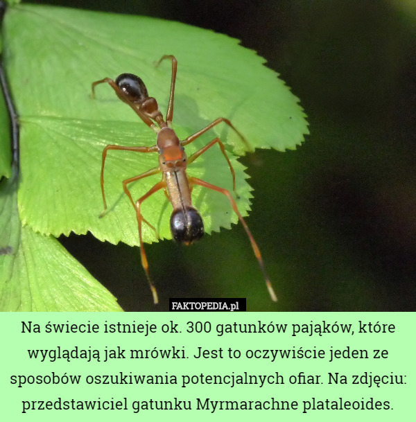 Na świecie istnieje ok. 300 gatunków pająków, które wyglądają jak mrówki.