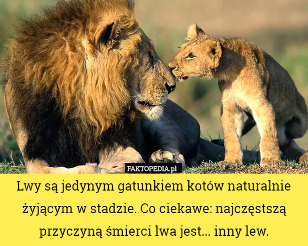 Lwy są jedynym gatunkiem kotów naturalnie żyjącym w stadzie. Co ciekawe: