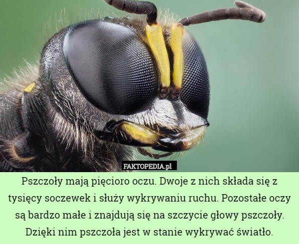 Pszczoły mają pięcioro oczu. Dwoje z nich składa się z tysięcy soczewek