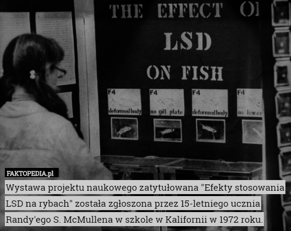Wystawa projektu naukowego zatytułowana "Efekty stosowania LSD na rybach"