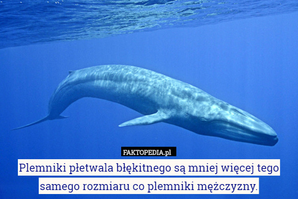 Plemniki płetwala błękitnego są mniej więcej tego samego rozmiaru co plemniki