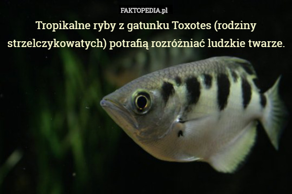 Tropikalne ryby z gatunku Toxotes potrafią rozróżniać ludzkie twarze.
