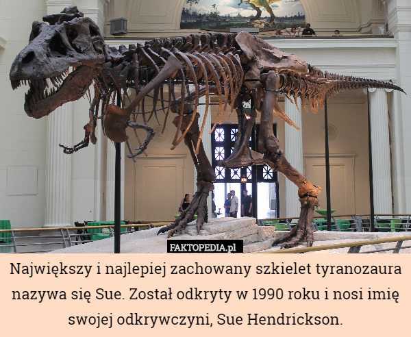 Największy i najlepiej zachowany szkielet tyranozaura nazywa się Sue. Został