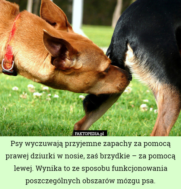 Psy wyczuwają przyjemne zapachy za pomocą prawej dziurki w nosie, zaś brzydkie
