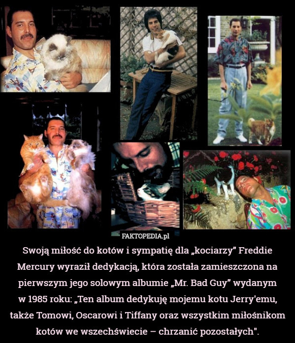 Swoją miłość do kotów i sympatię dla „kociarzy” Freddie Mercury wyraził