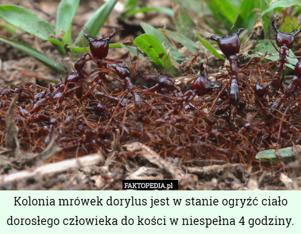 Kolonia mrówek dorylus jest w stanie ogryźć ciało dorosłego człowieka do
