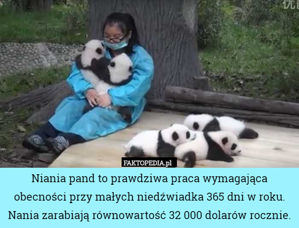 Niania pand to prawdziwa praca wymagająca obecności przy małych niedźwiadka
