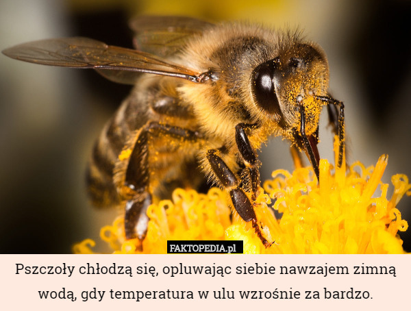Pszczoły chłodzą się, opluwając siebie nawzajem zimną wodą, gdy temperatura