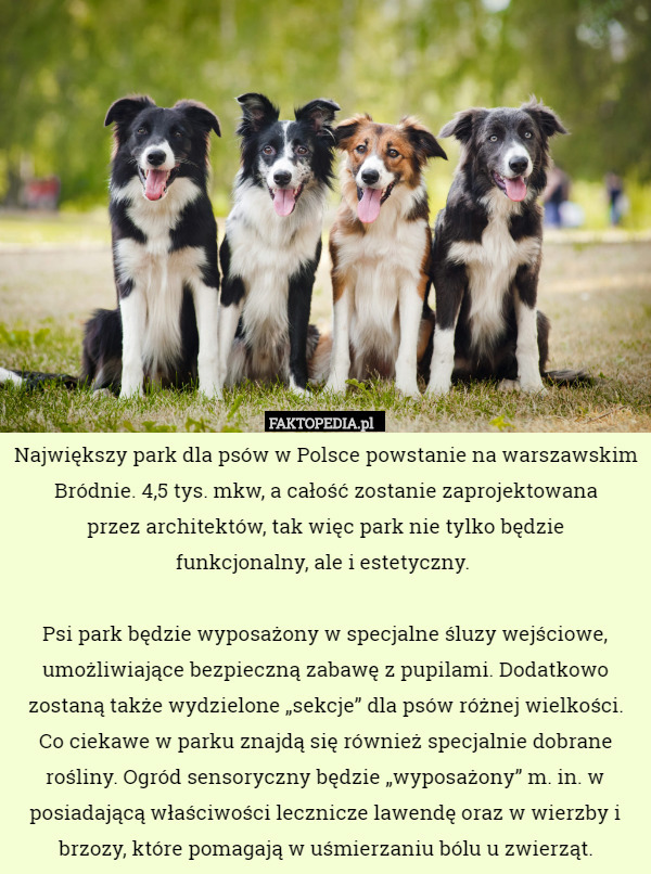 Największy park dla psów w Polsce powstanie na warszawskim Bródnie. 4,5
