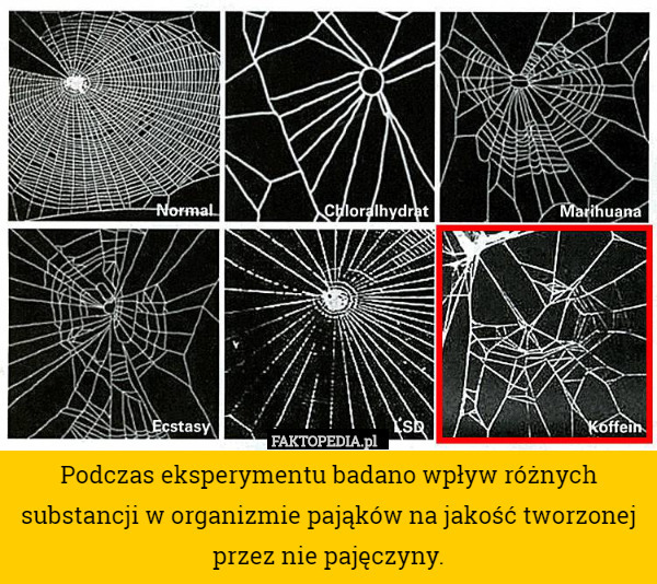 Podczas eksperymentu badano wpływ różnych substancji w organizmie pająków