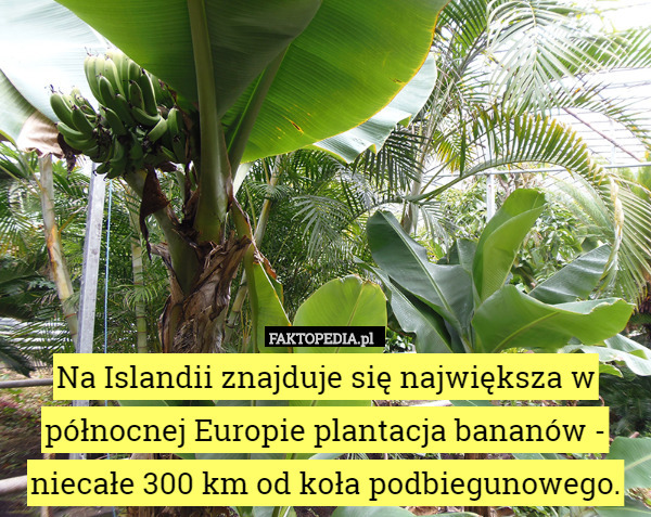 Na Islandii znajduje się największa w północnej Europie plantacja bananów