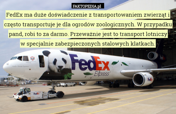FedEx ma duże doświadczenie z transportowaniem zwierząt i często transportuje