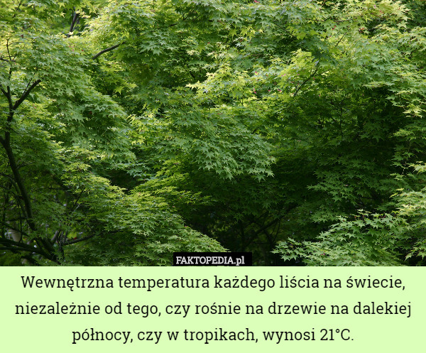 Wewnętrzna temperatura każdego liścia na świecie, niezależnie od tego, czy