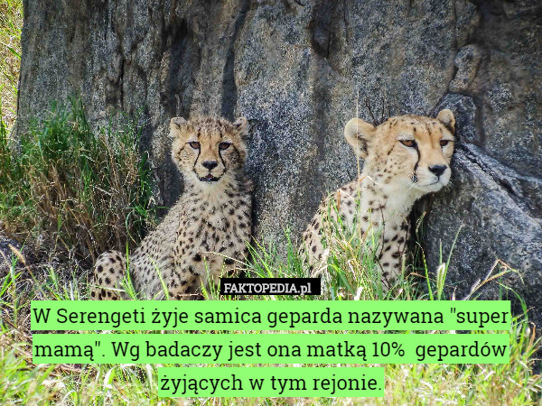 W Serengeti żyje samica geparda nazywana "super mamą". Wg badaczy