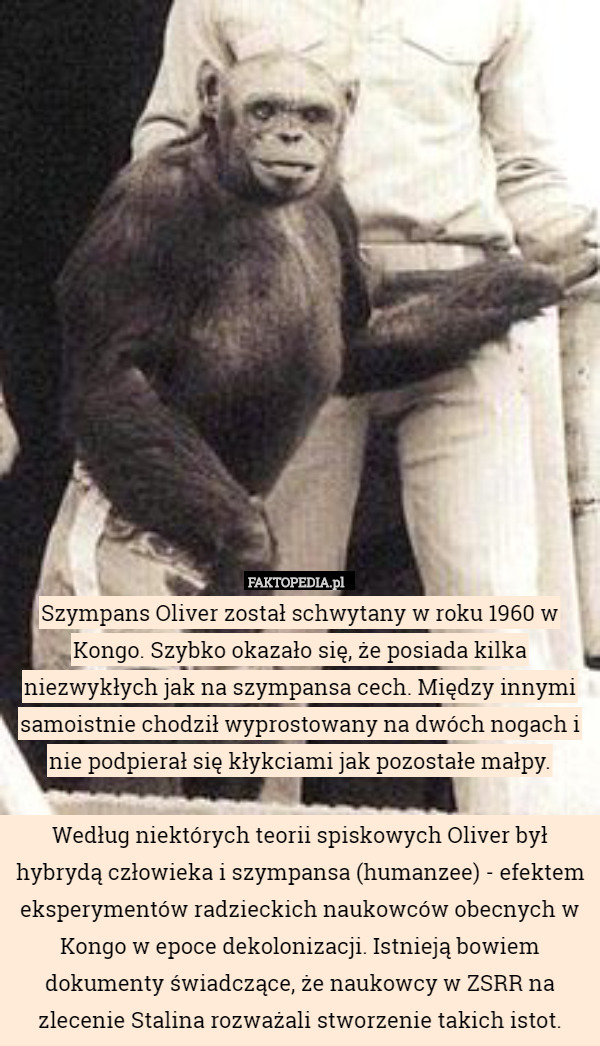 Szympans Oliver został schwytany w roku 1960 w Kongo. Szybko okazało się,
