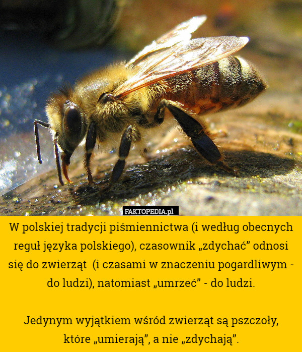 W polskiej tradycji piśmiennictwa (i według obecnych reguł języka polskiego),