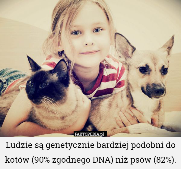 Ludzie są genetycznie bardziej podobni do kotów (90% zgodnego DNA) niż psów