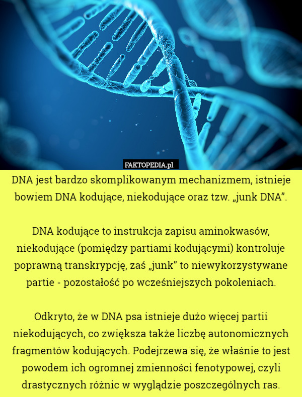 DNA jest bardzo skomplikowanym mechanizmem istnieje bowiem DNA kodujące,