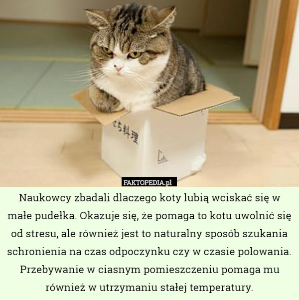 Naukowcy zbadali dlaczego koty lubią wciskać się w małe pudełka. Okazuje