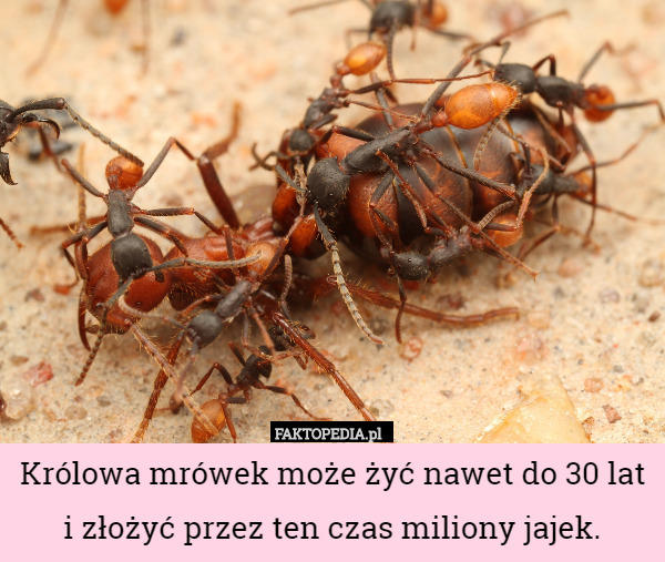Królowa mrówek może żyć nawet do 30 lat i złożyć przez ten czas miliony