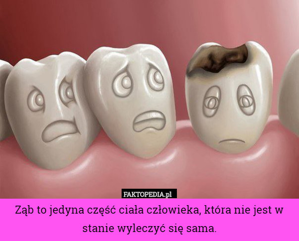 Ząb to jedyna część ciała człowieka, która nie jest w stanie wyleczyć się