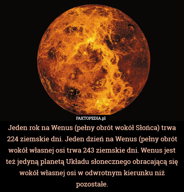 Jeden rok na Wenus (pełny obrót wokół Słońca) trwa 224 ziemskie dni. Jeden